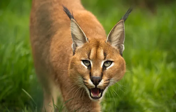 Language, grass, look, face, pose, portrait, mouth, lynx