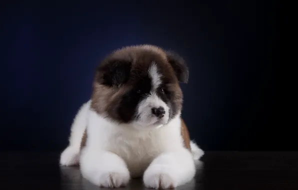 Dog, Puppy, Stay