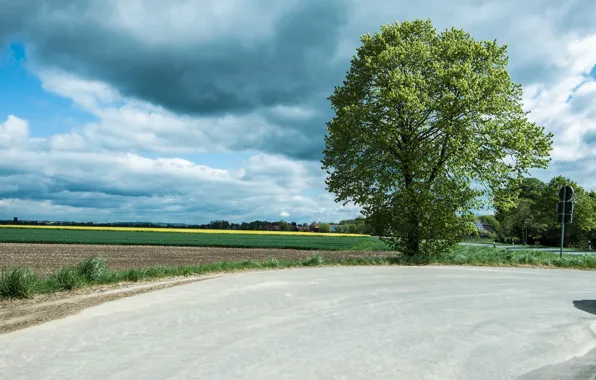 Picture road, field, summer, clouds, tree, road, field, clouds