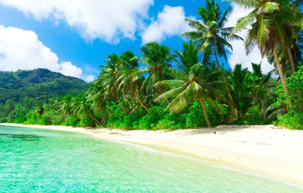 Wallpaper sand, sea, beach, the sun, tropics, palm trees, the ocean ...