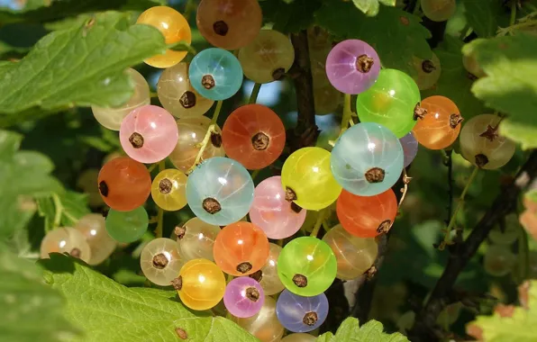 Picture berries, color, rainbow, currants