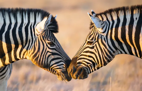Light, two, Africa, Zebra