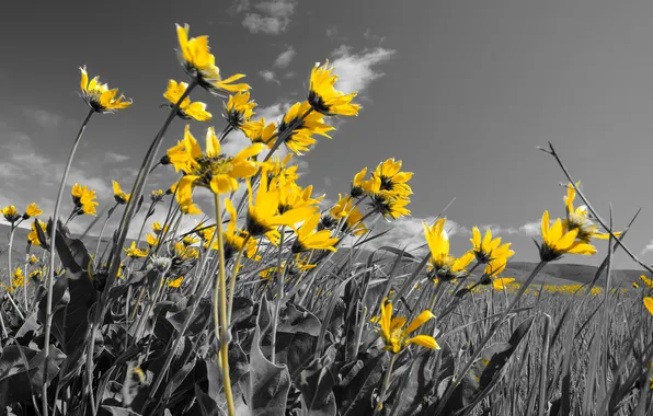 Field, the sky, flowers, meadow