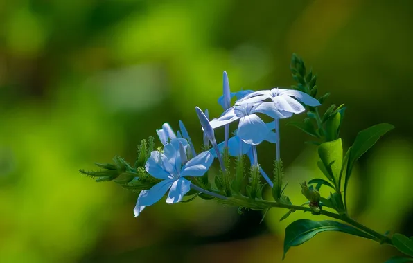 Macro, Plyumbago, Svinchatka