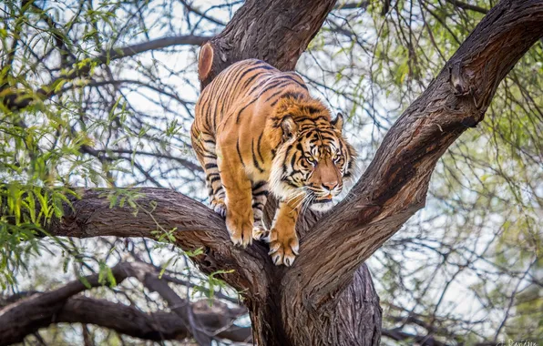 Picture tiger, tree, predator