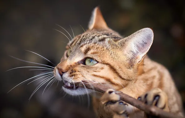 Face, branches, wild cat