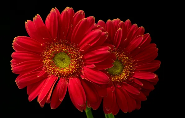 Picture macro, red, gerbera