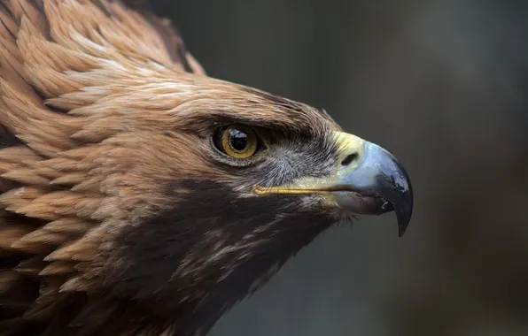Golden, bird, eagle, animal, golden eagle