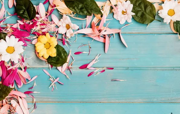 Flowers, petals, chrysanthemum, blue background
