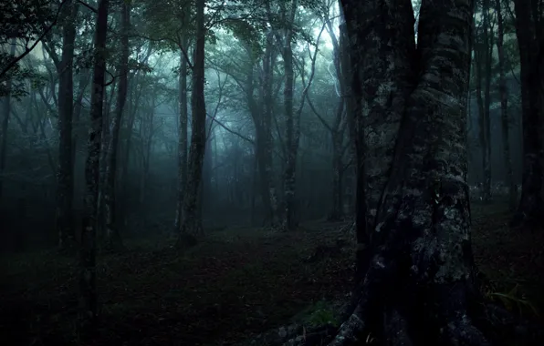 Picture forest, trees, nature, Japan, Japan, Kitashitara District, Aichi Prefecture, Kitashitara District