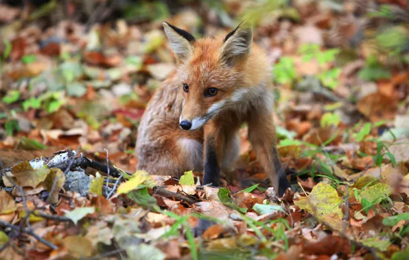 Picture look, face, glade, bokeh, autumn leaves, foliage, sitting, Fox