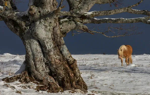 Winter, snow, branches, nature, tree, horse, horse, pony