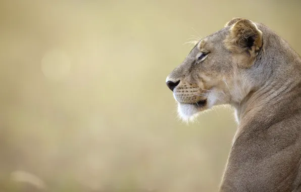 Picture lioness, wildlife, Kenya