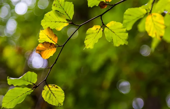 Leaves, macro, yellow, background, tree, widescreen, Wallpaper, blur