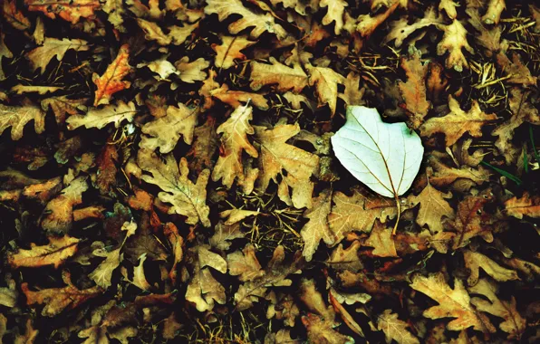 Autumn, white, leaves, macro, background, widescreen, Wallpaper, leaf