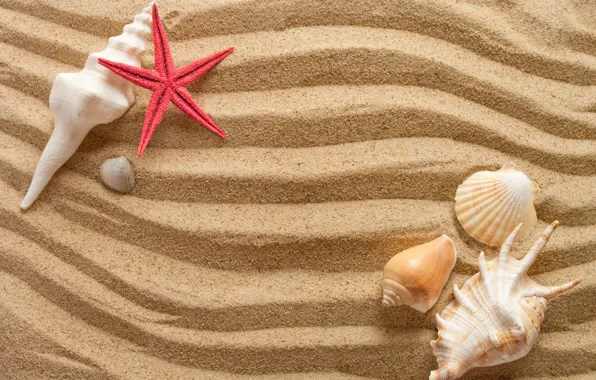 Sand, wave, summer, shell, starfish