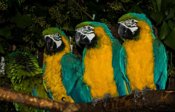 Birds, branch, parrots, trio, Ara, Blue-and-yellow macaw