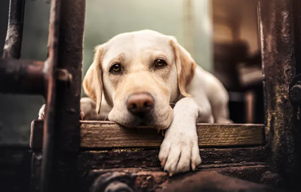 Picture look, face, paw, dog