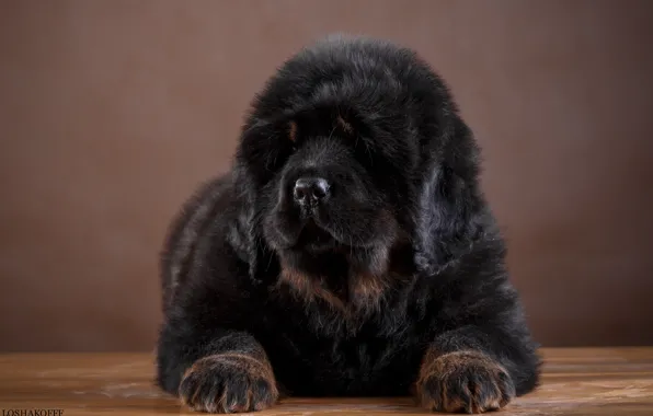 Large, puppy, Tibetan Mastiff