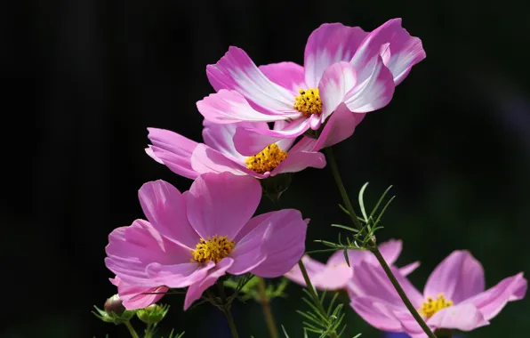 Picture flowers, background, kosmeya