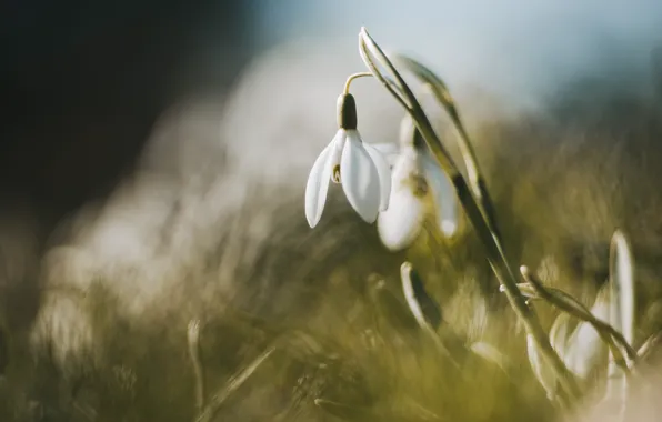 Grass, light, flowers, glade, spring, snowdrops, bokeh