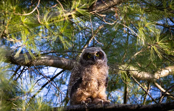 Look, light, branches, nature, pose, tree, owl, bird