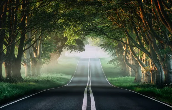 Road, greens, forest, grass, the sun, trees, branches, fog