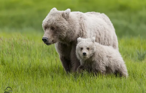 Grass, bears, bear, cub, bear, motherhood