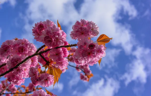 The sky, clouds, flowers, branch, spring, petals, garden