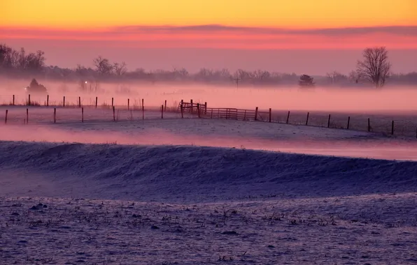 Winter, field, fog