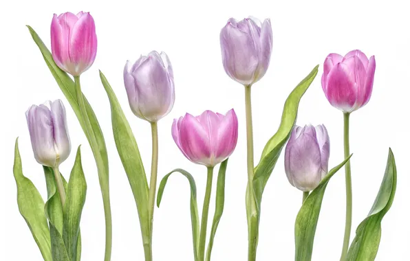 Picture macro, tulips, purple, buds