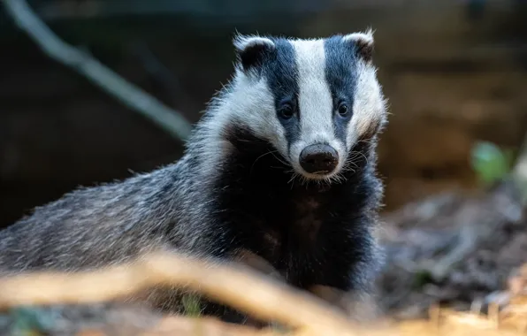 Look, face, nature, portrait, badger