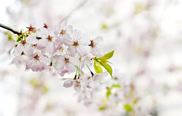 Flower, cherry, spring, cherry blossom