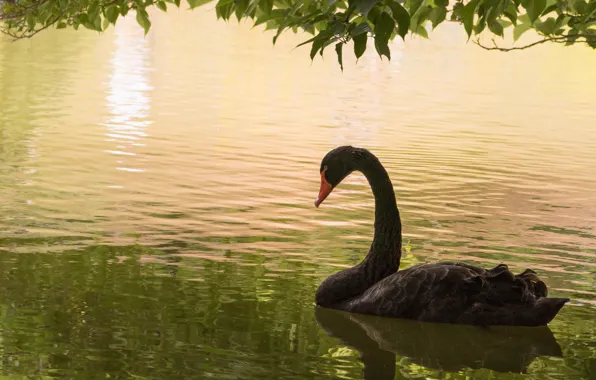 Water, bird, Swan, black Swan