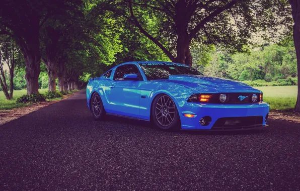 Picture Mustang, Ford, Road, Trees, Ford, Muscle, Mustang, Car