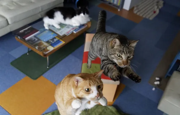 Cat, cat, look, cats, pose, table, grey, room