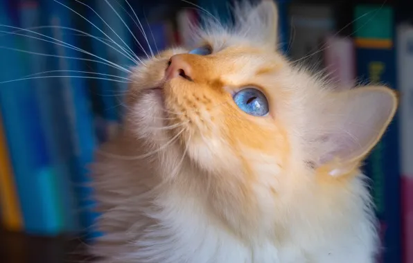 Cat, muzzle, blue eyes
