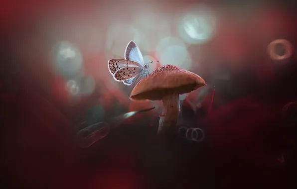 Macro, butterfly, mushroom, bokeh, mushroom
