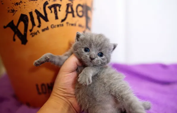 Cat, kitty, grey, background, lilac, the inscription, hand, eyes