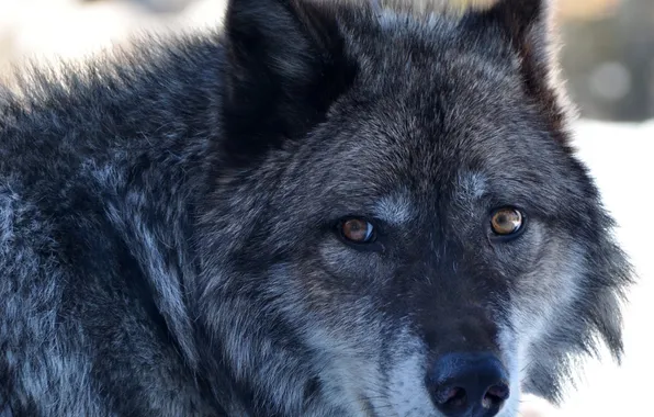 Picture nature, predator, animal, wolf, wildlife, portrait, portrait., Canis lupus. face