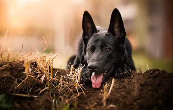 Language, face, dog, German shepherd