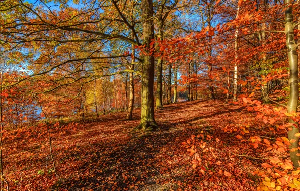 Autumn, forest, trees, yellow, red, foliage