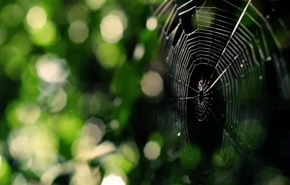 Picture greens, web, Spider