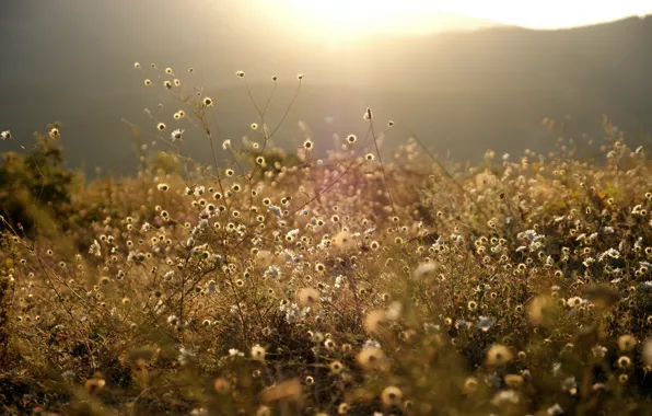 Picture FOREST, NATURE, GRASS, MOUNTAINS, The SUN, FLOWERS, LIGHT, WHITE