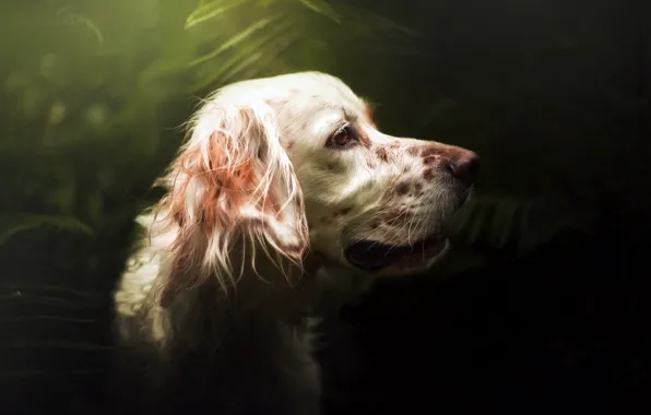 Look, each, dog
