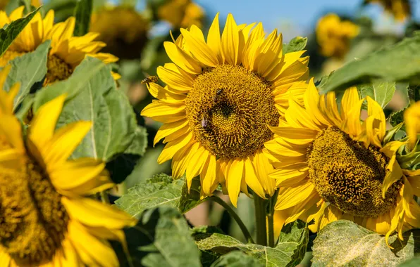 Field, summer, leaves, light, sunflowers, flowers, bee, yellow