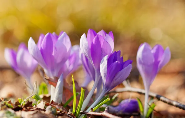 Light, flowers, spring, crocuses, pink, buds, primroses, lilac