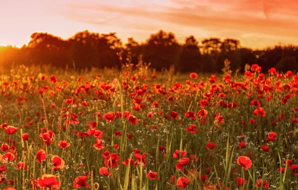 Field, summer, sunset, flowers, nature, England, Maki, UK