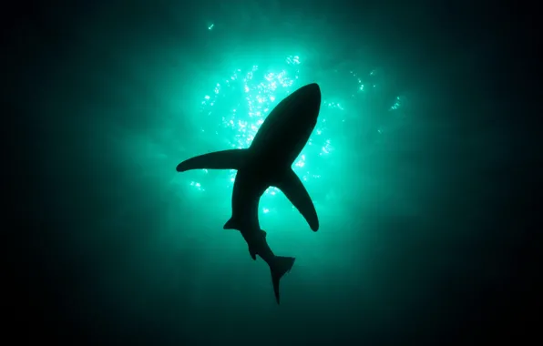 Picture light, shark, depth