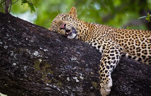 Picture cat, tree, sleep, Panther, leopard, bars